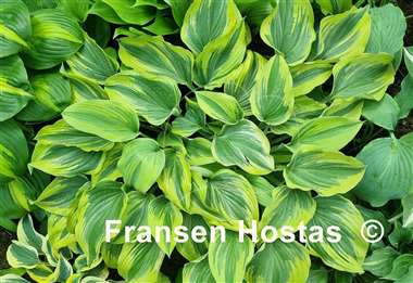 Hosta Stag's Leap