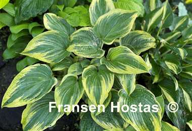 Hosta Stag's Leap