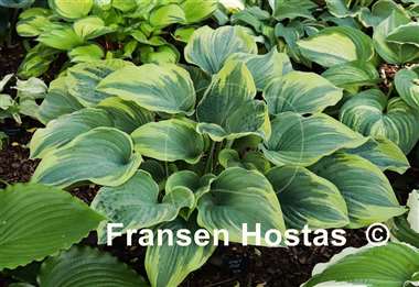 Hosta Stag's Leap