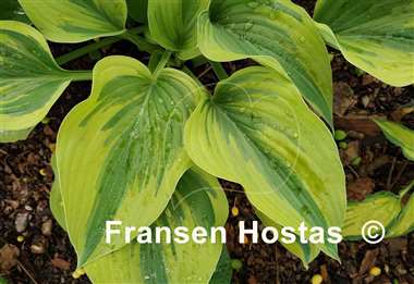 Hosta Stag's Leap