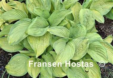 Hosta Stained Glass
