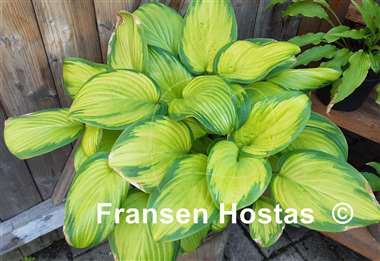 Hosta Stained Glass