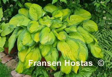 Hosta Stained Glass