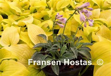 Hosta Stand Up Mouse