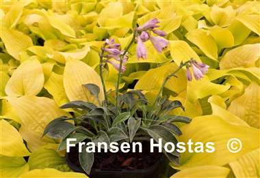 Hosta Stand Up Mouse