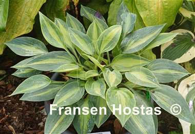 Hosta Stand by Me