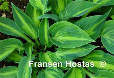 Hosta Stand by Me