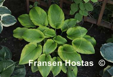 Hosta Star-kissed