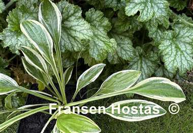 Hosta Starburst Stable