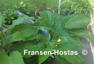 Hosta Stargate