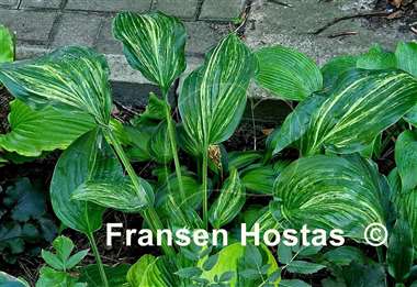 Hosta Stargate