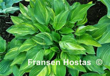 Hosta Status Quo