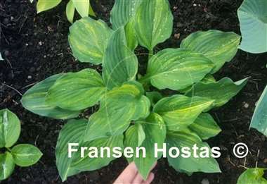 Hosta Status Quo