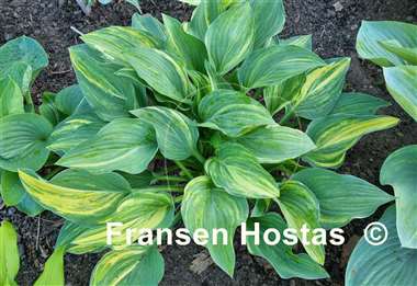 Hosta Status Quo