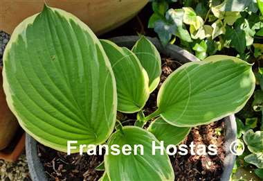 Hosta Steffi