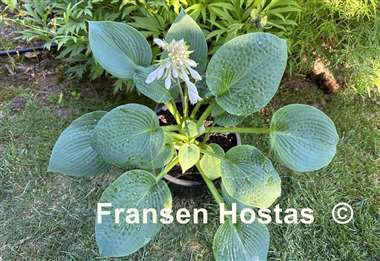 Hosta Step Brother