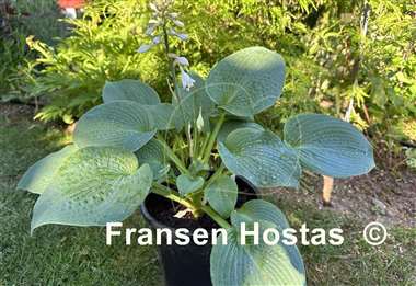 Hosta Step Brother