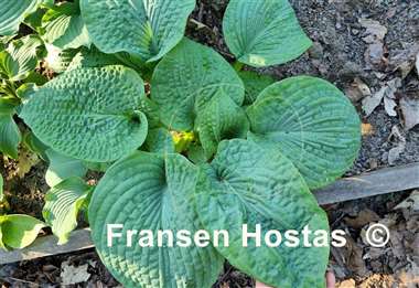 Hosta Step Brother