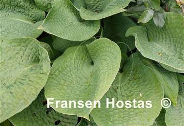 Hosta Step Brother