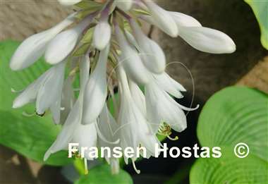 Hosta Step Brother