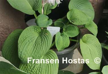 Hosta Step Brother