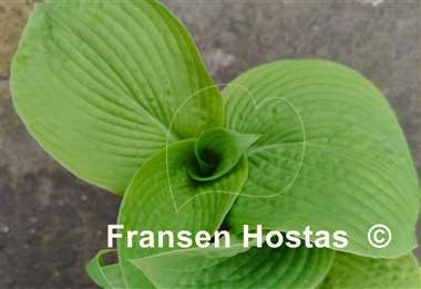 Hosta Step Brother