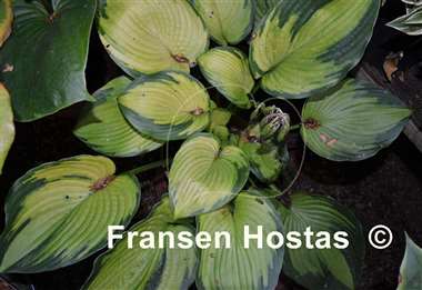 Hosta Step Sister