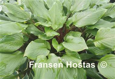 Hosta Stephen King