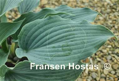 Hosta Sterling Medallion