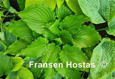 Hosta Stimulation