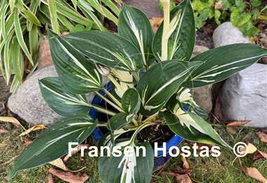 Hosta Sting