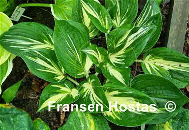 Hosta Sting