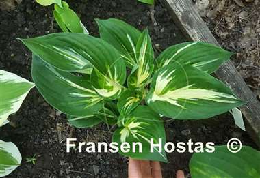 Hosta Sting