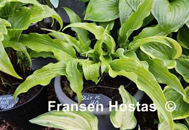 Hosta Stir It Up