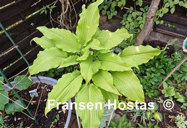 Hosta Stir It Up