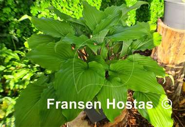 Hosta Stir It Up