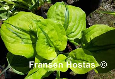Hosta Stitch Genes