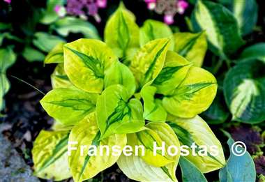 Hosta Stitch Genes