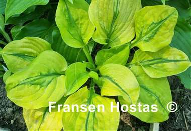 Hosta Stitch Genes