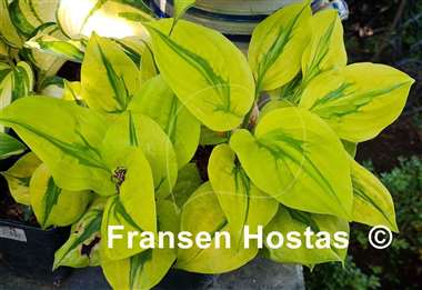 Hosta Stitch Genes