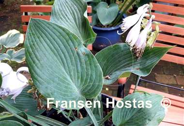 Hosta Stormy Seas