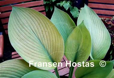 Hosta Straight Flush