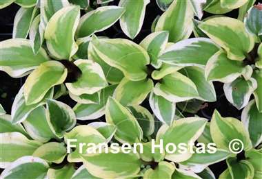 Hosta Stranded on a Sandbar