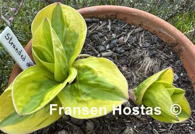 Hosta Stranded on a Sandbar