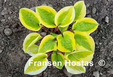 Hosta Stranded on a Sandbar