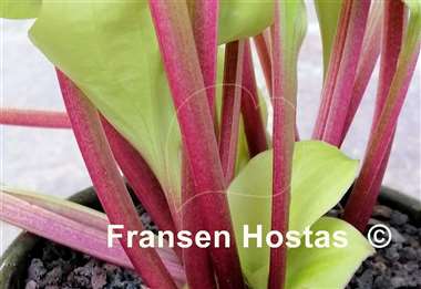 Hosta Strawberry Banana Smoothie