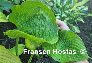 Hosta Streets of Gold