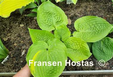 Hosta Streets of Gold