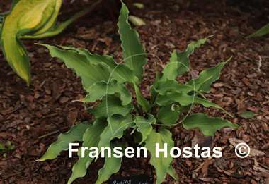 Hosta String Quartet