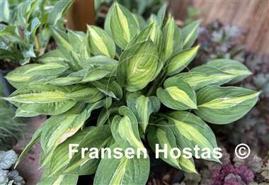 Hosta Striptease
